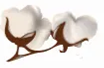 A branch of cotton with two flowers on it.